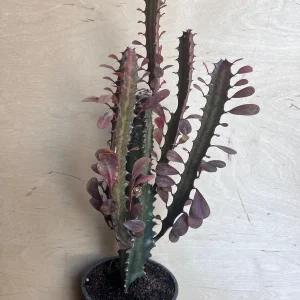 Trigona Purple Live Plant - African Milk Tree Succulent, 4 inch Pot - Image 7