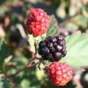 Triple Crown Blackberry Live Plant - 2 Pack, Thornless, 4-6" Starter - Outdoor Fruit - Image 2