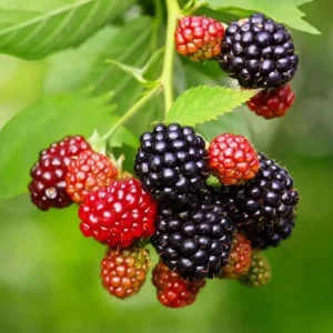 Triple Crown Blackberry Live Plant - 2 Pack, Thornless, 4-6" Starter - Outdoor Fruit - Image 1
