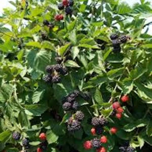 Triple Crown Thornless Blackberry Bare Root Plant - Fruit Bush - Image 4