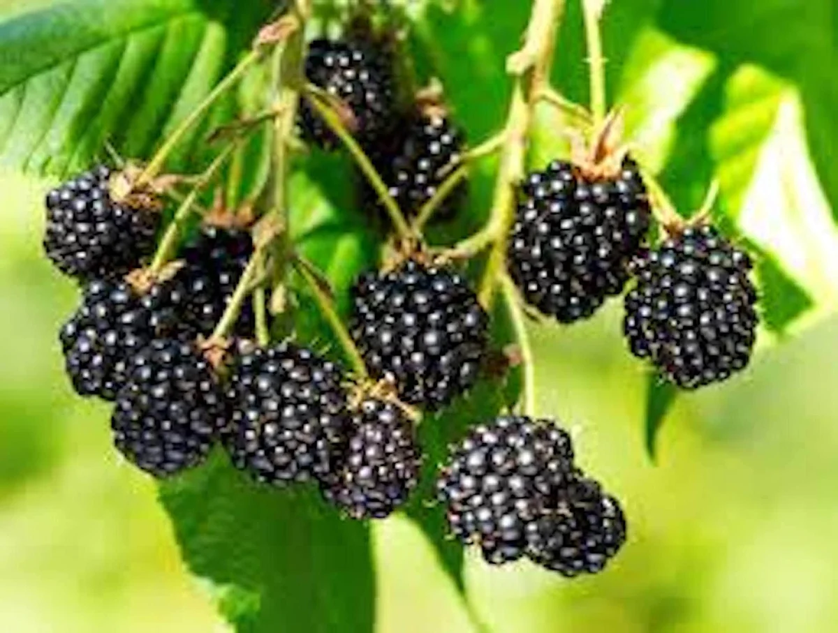 Triple Crown Thornless Blackberry Plant - Bare Root Fruit Bush - Image 2