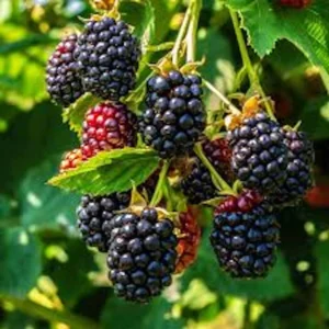Triple Crown Thornless Blackberry Plant - Bare Root Fruit Bush - Image 1