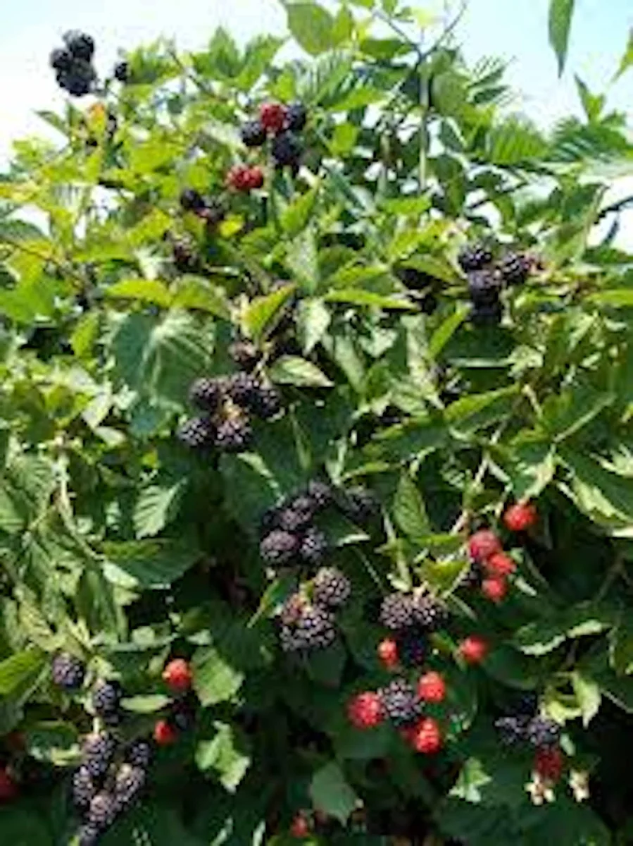Triple Crown Thornless Blackberry Plant - Bare Root Fruit Bush - Image 4