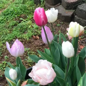 Triumph Tulip Bulbs - Easter Joy Mix, Approx. 450 Bulbs (40 lbs), Pastel Colors - Image 2