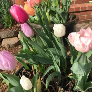 Triumph Tulip Bulbs - Easter Joy Mix, Approx. 450 Bulbs (40 lbs), Pastel Colors - Image 1