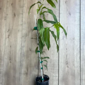 Tropic Beauty Peach Tree Live Plant - Low Chill Fruit - 1/2 Gallon Pot - Image 3