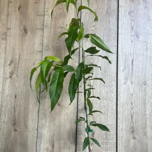 Tropic Beauty Peach Tree Live Plant - Low Chill Fruit - 1/2 Gallon Pot - Image 7