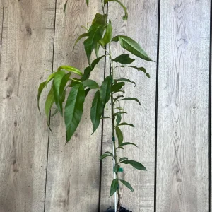 Tropic Beauty Peach Tree Live Plant - Low Chill Fruit - 1/2 Gallon Pot - Image 8