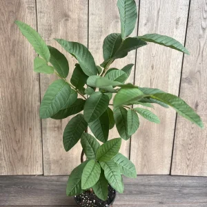 Tropical Pink Guava Live Plant - Psidium Guajava Tree in 6 inch Pot - Image 2