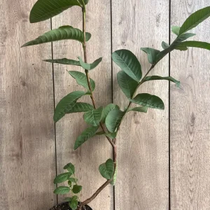 Tropical Pink Guava Live Plant - Psidium Guajava Tree in 6 inch Pot - Image 6