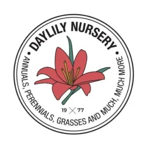 Tropical Storm Elephant Ear Live Plant - 3.5 inch Pot - Outdoor Foliage - Image 2