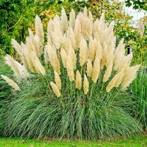 True Ivory Pampas Grass Seeds - Everlasting Tall Plume Flower Perennial - Image 2