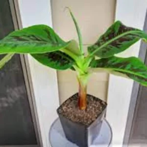 Truly Tiny Banana Plant Musa acuminata Live Starter Plant - 2-3 ft Tall Indoor/Container Plant - Image 2