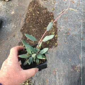 Trumpet Honeysuckle Major Wheeler Live Plant - Lonicera sempervirens - 3.5 inch Pot - Image 2