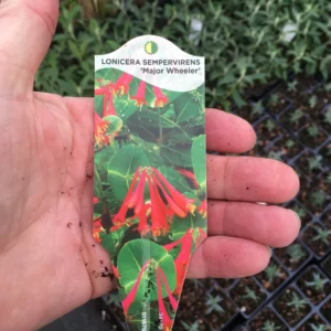 Trumpet Honeysuckle Major Wheeler Live Plant - Lonicera sempervirens - 3.5 inch Pot - Image 3
