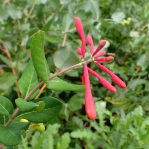Trumpet Honeysuckle Major Wheeler Live Plant - Lonicera sempervirens - 3.5 inch Pot - Image 1