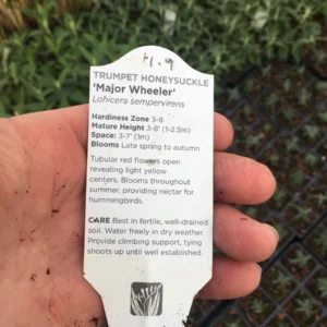 Trumpet Honeysuckle Major Wheeler Live Plant - Lonicera sempervirens - 3.5 inch Pot - Image 4