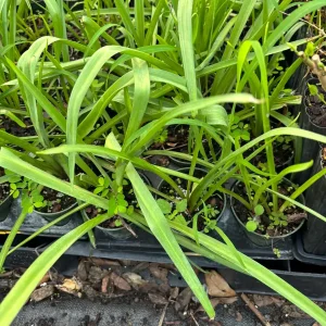 Tuberose Rajnigandha Live Plant - Fragrant Night-Blooming Flower in 4 inch Pot - Image 2