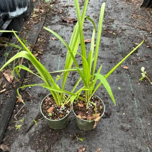 Tuberose Rajnigandha Live Plant – Fragrant White Flowers – 4-inch Pot - Image 4