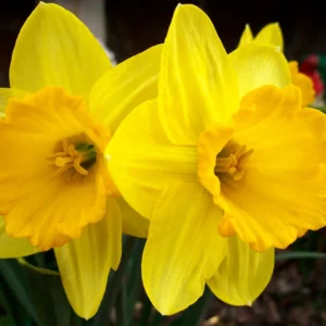 Tulip Daffodil Bulbs Mix - Colorful Spring Flower Bulbs for Garden - Image 2