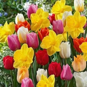 Tulip Daffodil Bulbs Mix - Colorful Spring Flower Bulbs for Garden - Image 1