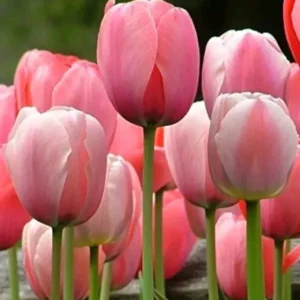 Tulip Flower Bulbs - 14 Bulb Mix, Black, Red, White, Purple - Fall Planting - Image 2