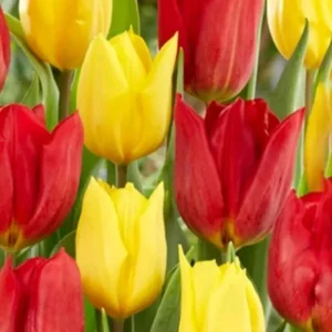 Tulip Flower Bulbs - 14 Bulb Mix, Black, Red, White, Purple - Fall Planting - Image 6