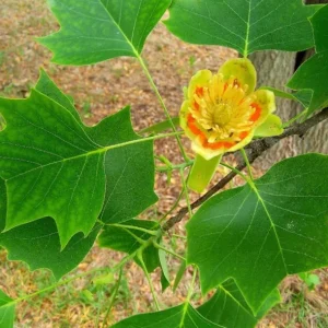 Tulip Poplar Live Plant – Quart Pot – Fast-Growing Native Shade Tree – Liriodendron tulipifera - Image 4