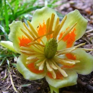Tulip Poplar Live Plant – Quart Pot – Fast-Growing Native Shade Tree – Liriodendron tulipifera - Image 5