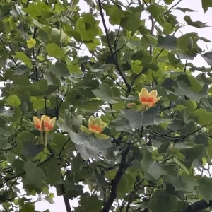 Tulip Poplar Live Plant – Quart Pot – Fast-Growing Native Shade Tree – Liriodendron tulipifera - Image 8