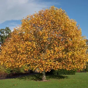 Tulip Poplar Live Plant – Quart Pot – Fast-Growing Native Shade Tree – Liriodendron tulipifera - Image 1