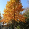 Tulip Poplar Live Tree - Fast Growing Shade Tree, Quart Pot, Outdoor - Image 1