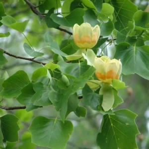 Tulip Poplar Live Tree - Fast Growing Shade Tree, Quart Pot, Outdoor - Image 3