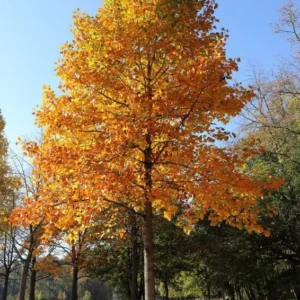 Tulip Poplar Live Tree - Fast Growing Shade Tree, Quart Pot, Outdoor - Image 1
