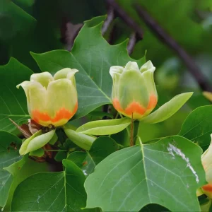 Tulip Poplar Tree Bare-Root - Liriodendron tulipifera - 2 Pack Landscaping & Garden Plants - Image 4