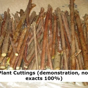 Tulip Poplar Tree Cuttings - Liriodendron tulipifera Flowering Yellow - 7 Cuttings - Image 2