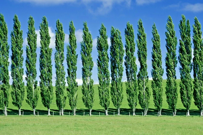 Tulip Poplar Tree Cuttings - Liriodendron tulipifera Flowering Yellow - 7 Cuttings - Image 4