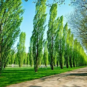 Tulip Poplar Tree Cuttings - Liriodendron tulipifera Flowering Yellow - 10 Count - Image 1