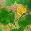 Tulip Tree (Liriodendron Tulipifera) Live Plant – 4 inch Container – Outdoor Shade Tree - Image 1
