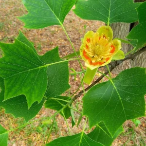 Tulip Tree (Liriodendron Tulipifera) Live Plant – 4 inch Container – Outdoor Shade Tree - Image 1