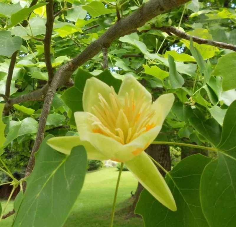 Tulip Tree Live Plant – Liriodendron tulipifera – 6-12" Tall Quart Pot – Outdoor - Image 3