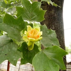 Tulip Tree Live Plant – Liriodendron tulipifera – 6-12