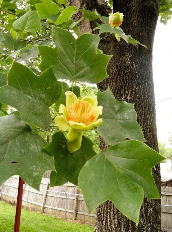 Tulip Tree Live Plant – Liriodendron tulipifera – 6-12" Tall Quart Pot – Outdoor - Image 4