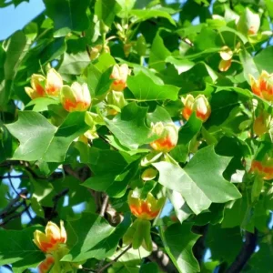 Tulip Tree Live Plant – Liriodendron tulipifera – 6-12
