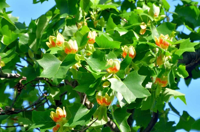 Tulip Tree Live Plant – Liriodendron tulipifera – 6-12" Tall Quart Pot – Outdoor - Image 5