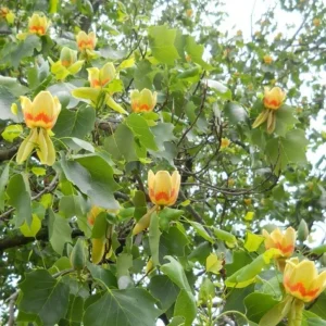 Tulip Tree Live Plant – Liriodendron tulipifera – 6-12