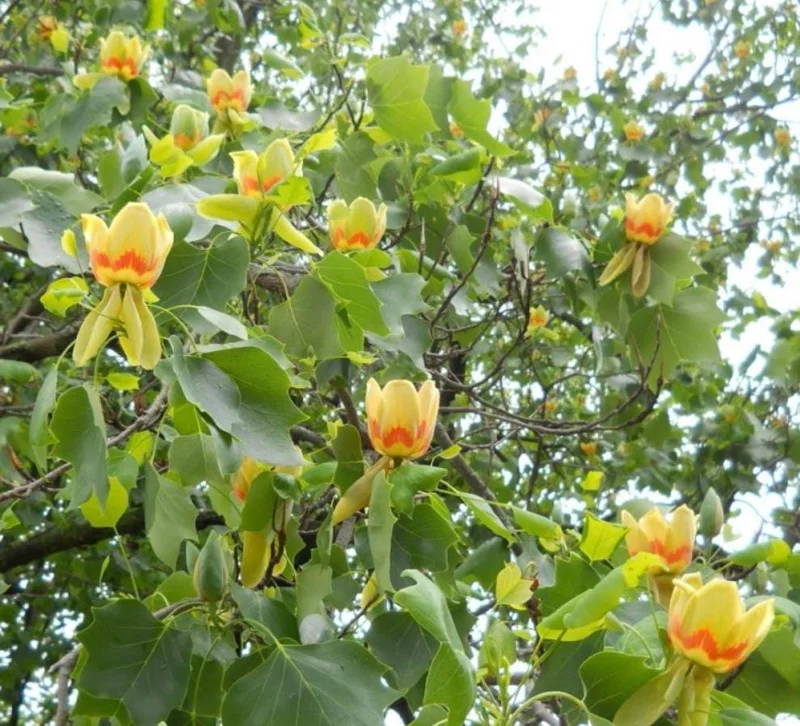 Tulip Tree Live Plant – Liriodendron tulipifera – 6-12" Tall Quart Pot – Outdoor - Image 6