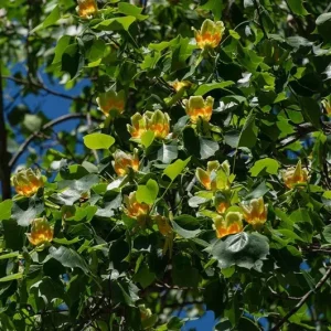 Tulip Tree Live Plant – Liriodendron tulipifera – 6-12