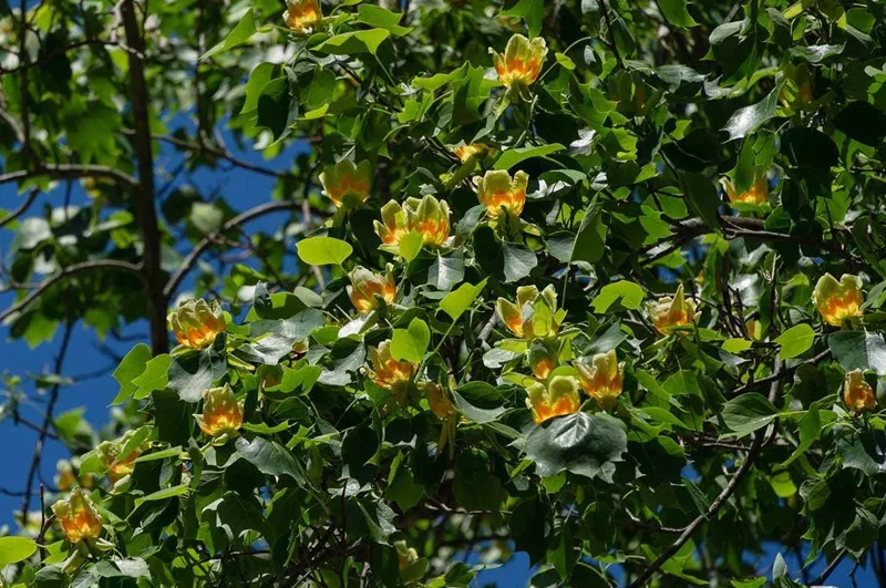 Tulip Tree Live Plant – Liriodendron tulipifera – 6-12" Tall Quart Pot – Outdoor - Image 7