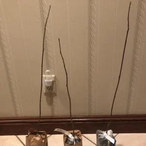 Tulip Tree Live Plant – Liriodendron tulipifera – 6-12